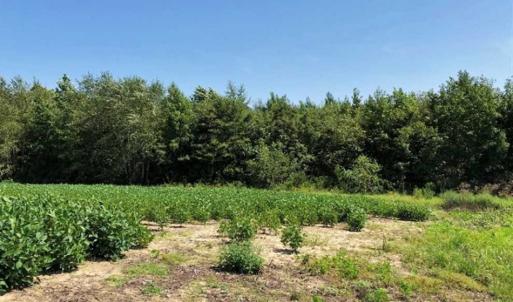 Photo of SOLD!!  21.98 Acres of Farming Hunting and Residential Land for Sale in Halifax County NC!