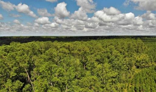 Photo of 10 acres of Timber and Residential Land for Sale in Suffolk County VA!