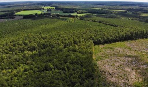 Photo of 10 acres of Timber and Residential Land for Sale in Suffolk County VA!