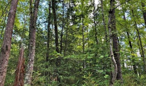 Photo of 10 acres of Timber and Residential Land for Sale in Suffolk County VA!