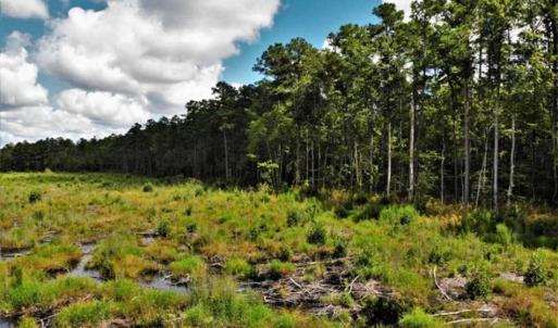 Photo of 10 acres of Timber and Residential Land for Sale in Suffolk County VA!