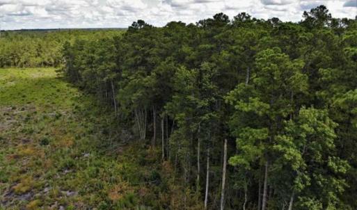 Photo of 10 acres of Timber and Residential Land for Sale in Suffolk County VA!