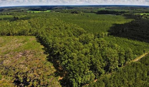 Photo of 10 acres of Timber and Residential Land for Sale in Suffolk County VA!