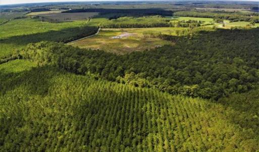 Photo of 10 acres of Timber and Residential Land for Sale in Suffolk County VA!