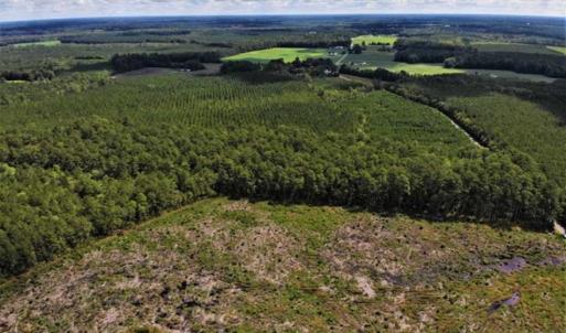 Photo of 10 acres of Timber and Residential Land for Sale in Suffolk County VA!