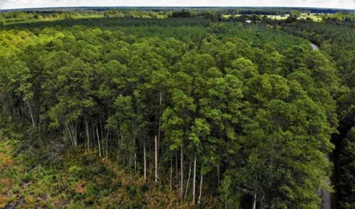 Photo of 10 acres of Timber and Residential Land for Sale in Suffolk County VA!