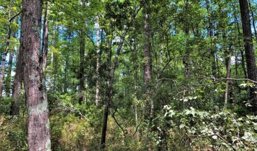 Photo of 10 acres of Timber and Residential Land for Sale in Suffolk County VA!