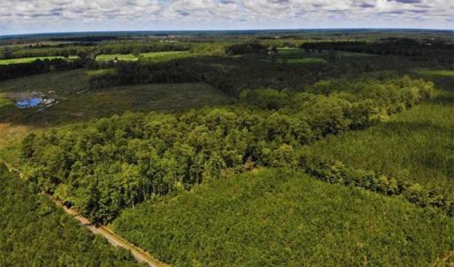 Photo of 10 acres of Timber and Residential Land for Sale in Suffolk County VA!