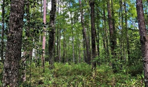 Photo of 10 acres of Timber and Residential Land for Sale in Suffolk County VA!