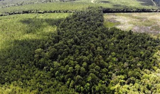 Photo of 10 acres of Timber and Residential Land for Sale in Suffolk County VA!