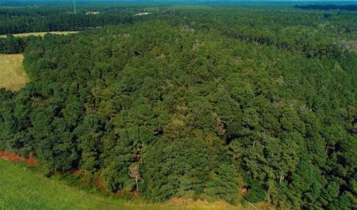 Photo of UNDER CONTRACT!!  18 Acres of  Timber and Hunting Land For Sale in Columbus County NC!