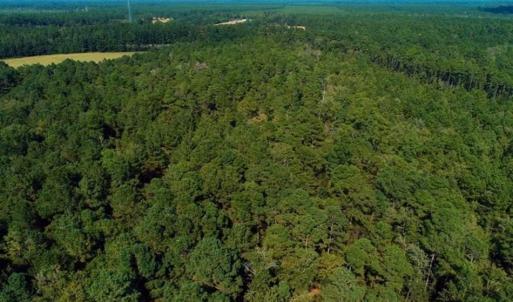 Photo of UNDER CONTRACT!!  18 Acres of  Timber and Hunting Land For Sale in Columbus County NC!