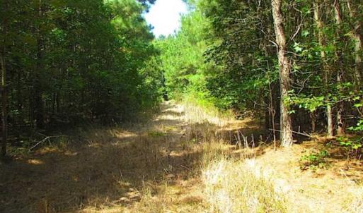 Photo of SOLD!!  36.5 Acres of Hunting Land for Sale in Accomack County Virginia!