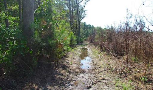 Photo of SOLD!!  36.5 Acres of Hunting Land for Sale in Accomack County Virginia!