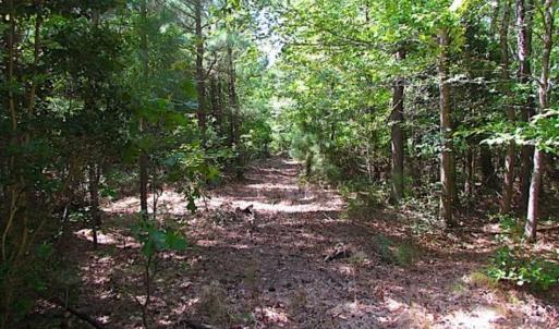 Photo of SOLD!!  36.5 Acres of Hunting Land for Sale in Accomack County Virginia!