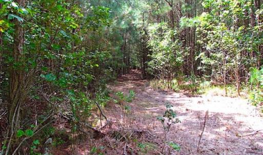 Photo of SOLD!!  36.5 Acres of Hunting Land for Sale in Accomack County Virginia!