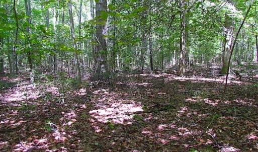 Photo of SOLD!!  36.5 Acres of Hunting Land for Sale in Accomack County Virginia!