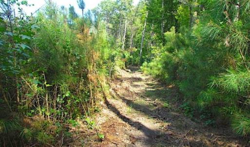 Photo of SOLD!!  36.5 Acres of Hunting Land for Sale in Accomack County Virginia!
