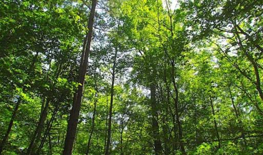 Photo of SOLD!!  36.5 Acres of Hunting Land for Sale in Accomack County Virginia!