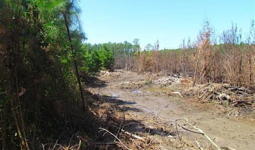 Photo of SOLD!!  36.5 Acres of Hunting Land for Sale in Accomack County Virginia!
