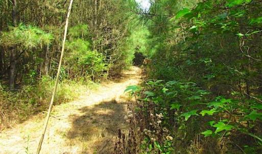 Photo of SOLD!!  36.5 Acres of Hunting Land for Sale in Accomack County Virginia!