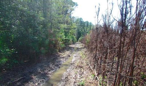 Photo of SOLD!!  36.5 Acres of Hunting Land for Sale in Accomack County Virginia!