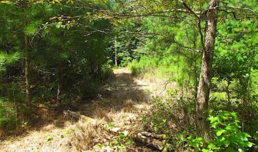 Photo of SOLD!!  36.5 Acres of Hunting Land for Sale in Accomack County Virginia!