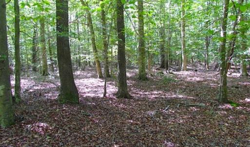 Photo of SOLD!!  36.5 Acres of Hunting Land for Sale in Accomack County Virginia!