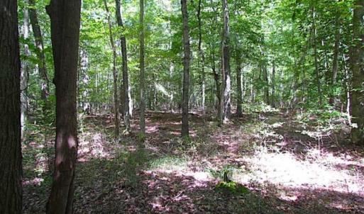 Photo of SOLD!!  36.5 Acres of Hunting Land for Sale in Accomack County Virginia!
