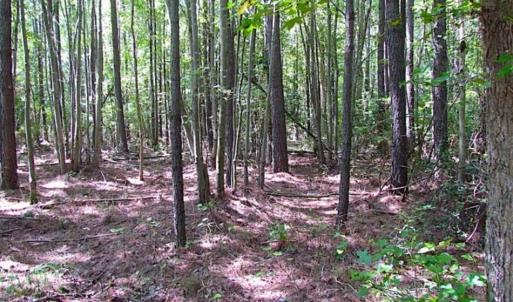 Photo of SOLD!!  36.5 Acres of Hunting Land for Sale in Accomack County Virginia!