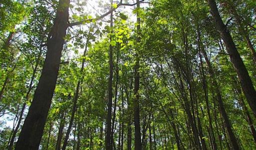 Photo of SOLD!!  36.5 Acres of Hunting Land for Sale in Accomack County Virginia!