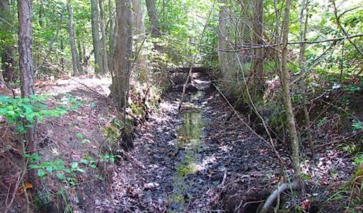 Photo of SOLD!!  36.5 Acres of Hunting Land for Sale in Accomack County Virginia!