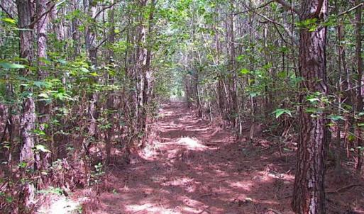 Photo of SOLD!!  36.5 Acres of Hunting Land for Sale in Accomack County Virginia!