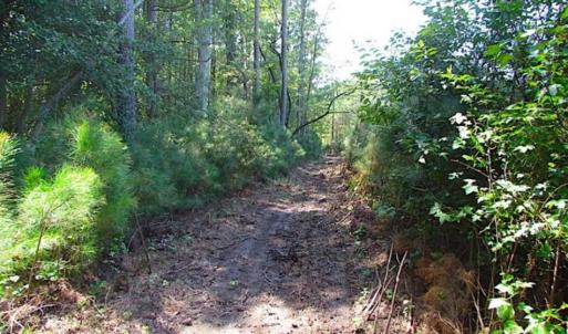 Photo of SOLD!!  36.5 Acres of Hunting Land for Sale in Accomack County Virginia!