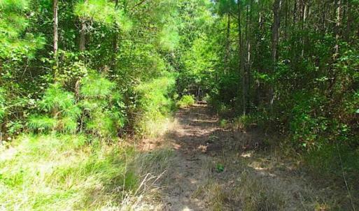Photo of SOLD!!  36.5 Acres of Hunting Land for Sale in Accomack County Virginia!