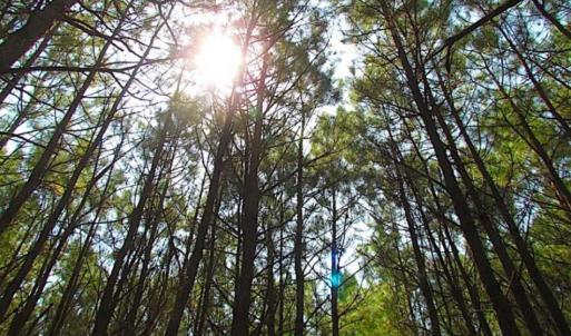 Photo of SOLD!!  36.5 Acres of Hunting Land for Sale in Accomack County Virginia!