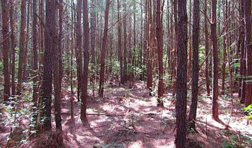 Photo of SOLD!!  36.5 Acres of Hunting Land for Sale in Accomack County Virginia!