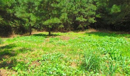 Photo of SOLD!!  36.5 Acres of Hunting Land for Sale in Accomack County Virginia!