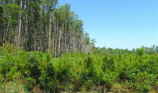 Photo of SOLD!!  36.5 Acres of Hunting Land for Sale in Accomack County Virginia!