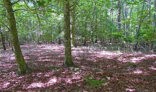 Photo of SOLD!!  36.5 Acres of Hunting Land for Sale in Accomack County Virginia!
