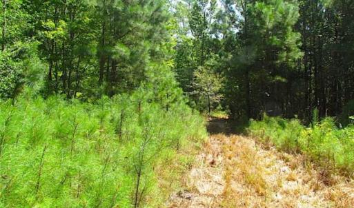 Photo of SOLD!!  36.5 Acres of Hunting Land for Sale in Accomack County Virginia!