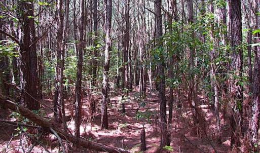 Photo of SOLD!!  36.5 Acres of Hunting Land for Sale in Accomack County Virginia!
