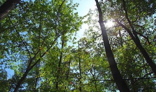 Photo of SOLD!!  36.5 Acres of Hunting Land for Sale in Accomack County Virginia!