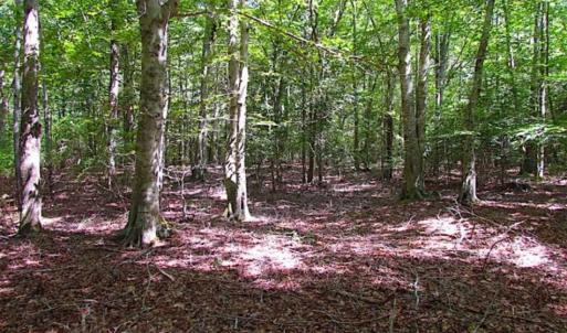 Photo of SOLD!!  36.5 Acres of Hunting Land for Sale in Accomack County Virginia!