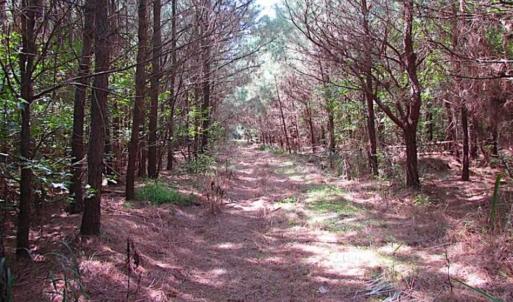 Photo of SOLD!!  36.5 Acres of Hunting Land for Sale in Accomack County Virginia!