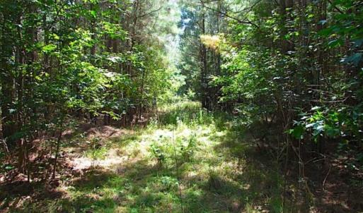 Photo of SOLD!!  36.5 Acres of Hunting Land for Sale in Accomack County Virginia!