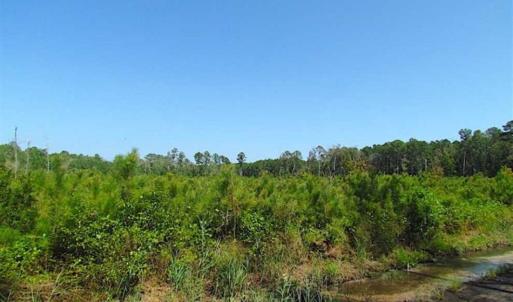 Photo of SOLD!!  36.5 Acres of Hunting Land for Sale in Accomack County Virginia!