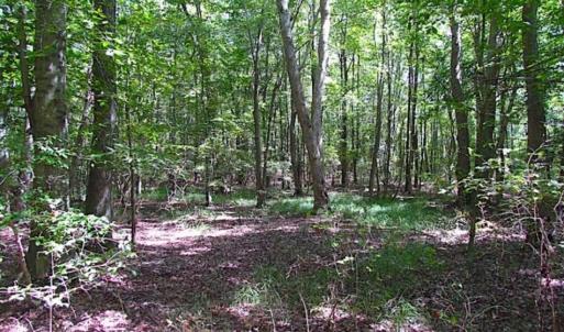 Photo of SOLD!!  36.5 Acres of Hunting Land for Sale in Accomack County Virginia!