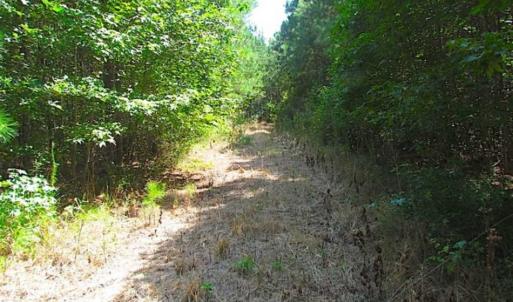 Photo of SOLD!!  36.5 Acres of Hunting Land for Sale in Accomack County Virginia!
