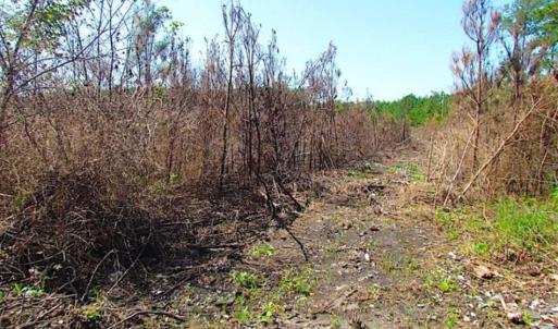 Photo of SOLD!!  36.5 Acres of Hunting Land for Sale in Accomack County Virginia!
